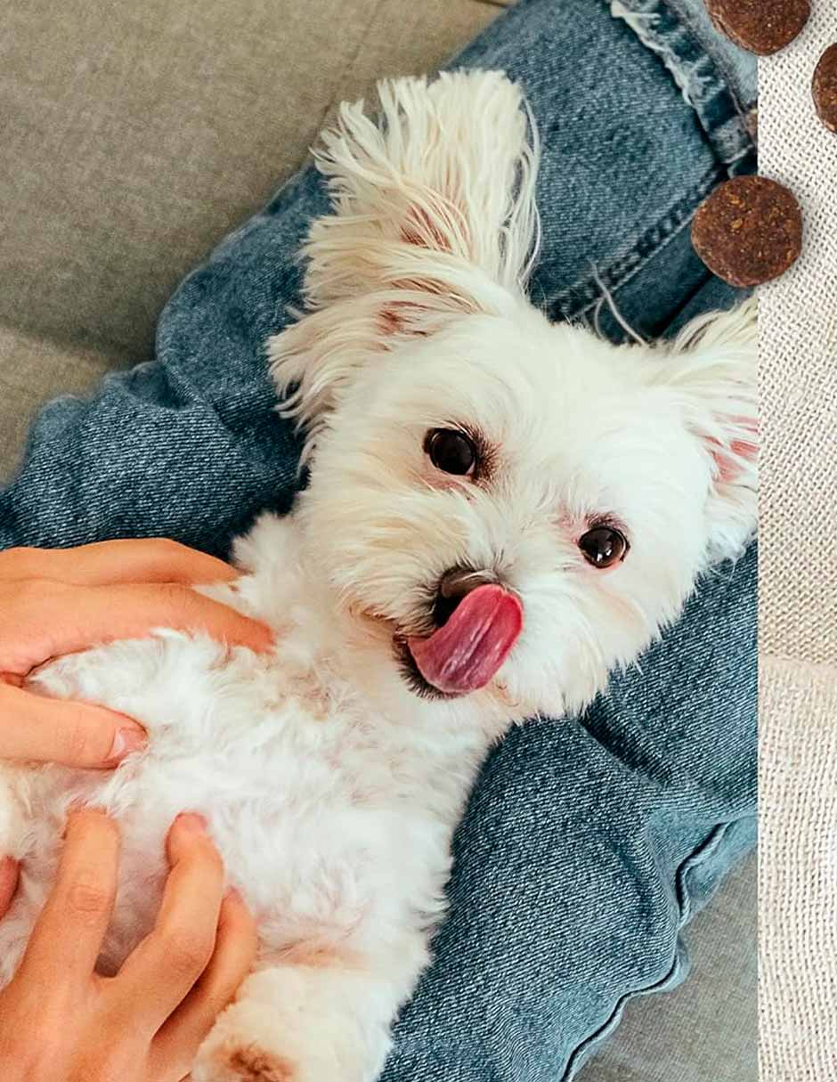 Merrick Lil Plates Alimento seco para perros razas pequeña con salmón (variedad)