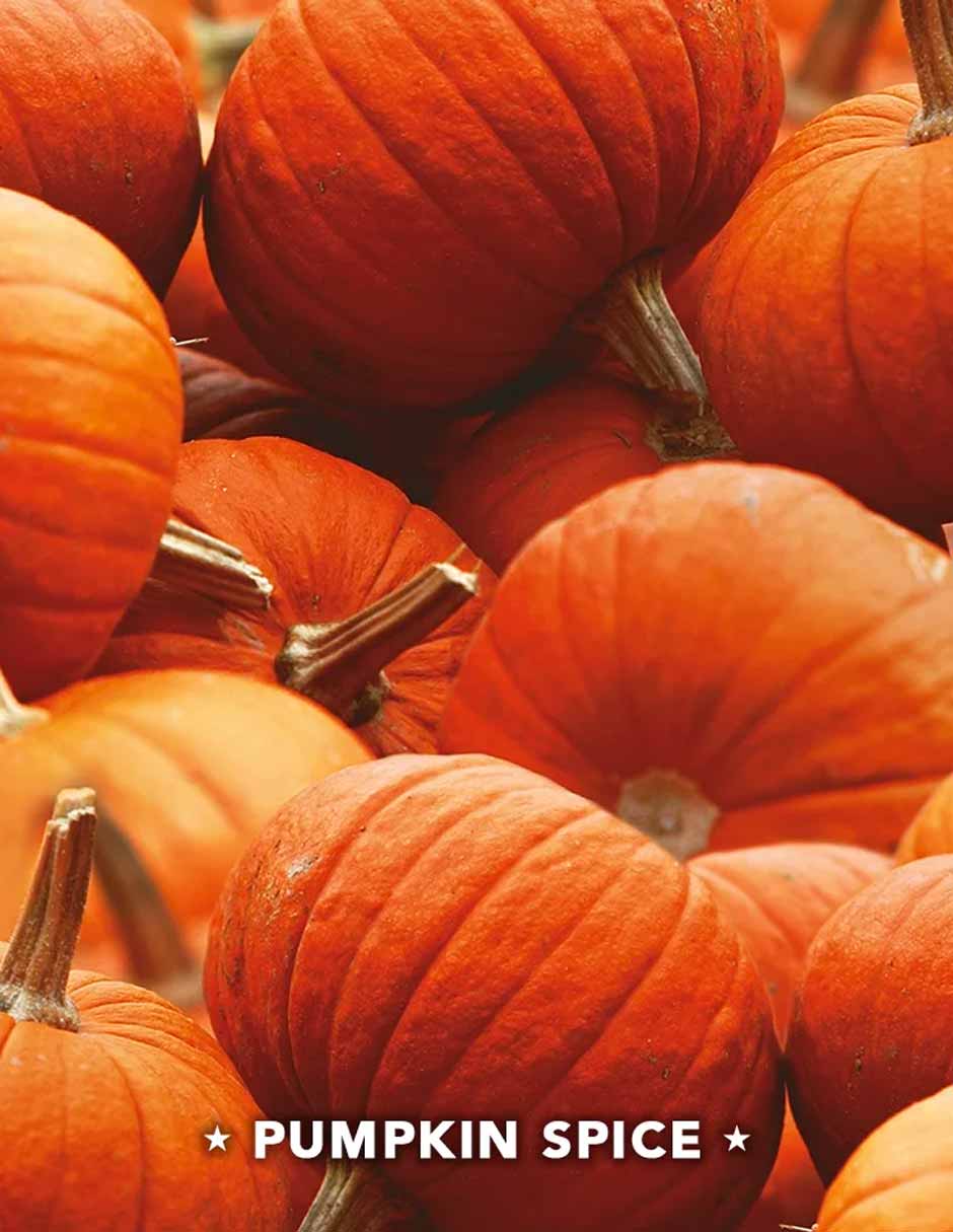 AirWick repuestos de Aceite Perfumado PlugIns, aroma Pumpkin Spice, 4 unidades