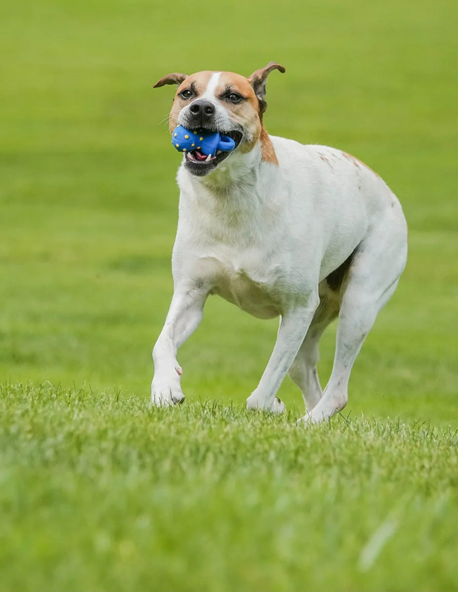 Vibrant Life Playful Buddy Chupete para perros, látex con relleno de felpa