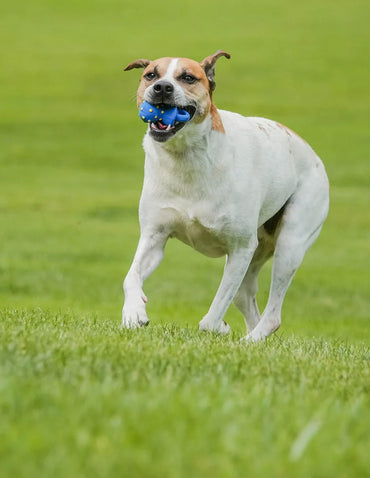 Vibrant Life Playful Buddy Chupete para perros, látex con relleno de felpa