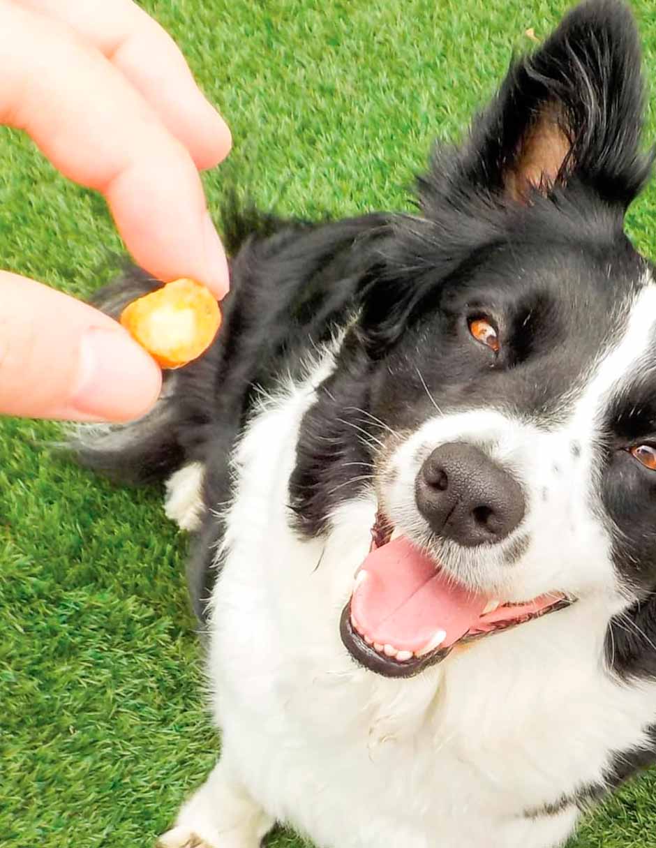 Inaba Churu bites para perros receta de pollo con batata 8 unidades