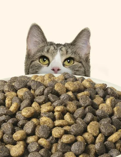 Alimento seco para gatos Nutrish Indoor sabor Pollo, Lentejas, Salmón 6.35kg