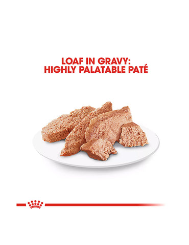 Royal Canin Dachshund adultos Comida Húmeda 6 latas 85g